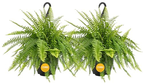Costa Farms Ferns (2 Pack), Live Premium Boston Fern Plants in Hanging Basket Planters, Houseplants Potted in Soil Potting Mix, Outdoor Garden Gift, Beautiful Home Patio Décor, 16-Inches Tall