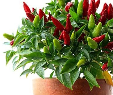 Chilli Plants - 'Prairie Fire' - 1 x Full Plant in a 9cm Pot - Chillies - Garden Ready - Ready to Plant - Premium Quality Vegetable Plants