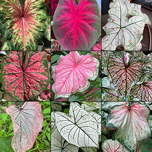 Mixed Caladium Bulbs for Shade Gardens – Garden Pack (8 Bulbs) – Fancy Leaf Grower’s Mix – Blue Buddha Farm