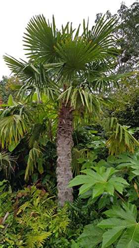 Trachycarpus fortunei/Palmier de Chine/Godet Anti-Chignon