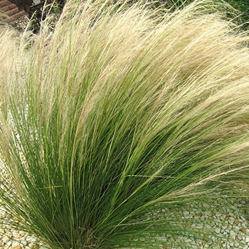 Stipa 'Pony Tails' Espartero de México Planta de hierba ornamental perenne de hoja caduca para exterior en maceta