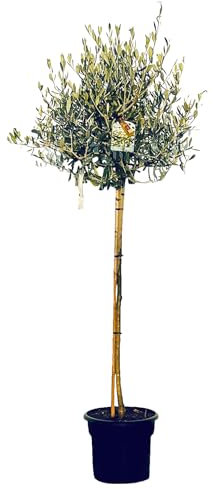 Olivier haute tige 160 centimètres de haut, Olivier à feuilles persistantes - rusticité -18, A+ marchandise, Olea europea