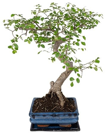 La Green Touch Bonsai - Planta de interior (15 cm, altura 15 cm)