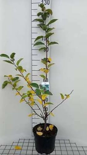 Malus hybr. 'Red Sentinel' - Pommier Ornemental 'Red Sentinel ', Pommier D'Ornement 60-80 cm en pot