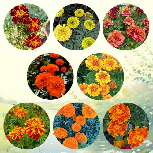 semillas de tagetes perennes - caléndula, Decoración de jardín para exterior, balcón de caléndula tagetes orgánicas, regalos inusuales, cobertura 200pcs