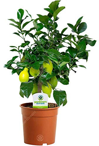Citrus Limon – 1 x Citronnier d'Appartement pour la Maison ou le Bureau en Pot