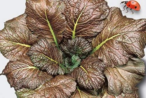 350 x Leaf Mustard Red Giant EKO Mustard Vegetable Seeds Garden Plants Seeds K197 Seeds Plants Shop Seed Bench Pullingen Patrik Ipsa