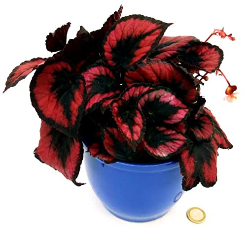 POWERS TO FLOWERS - BEGONIA REX RED ROBIN IN VASO CERAMICA ROSSO A RIGHE, pianta vera