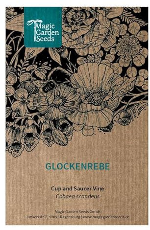 Cobea (Cobaea scandens) 5 semi campanula rampicante tropicale annuale