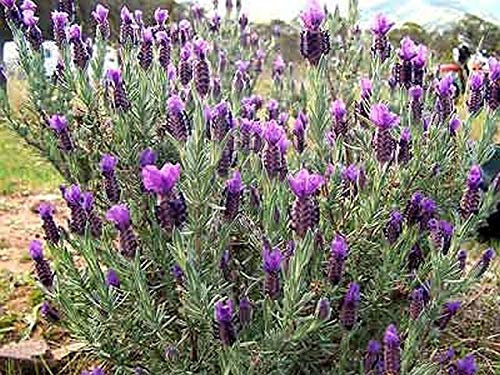 Portal Cool 25 semi de lavande française (Lavandula stoechas) 25 semi