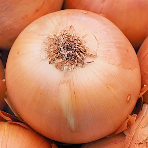 PlantiCo Esposizione di cipolle 1g Semi di ortaggi robusti Semi di ortaggi Semi di coltivazione Semi di ortaggi da serra Orto