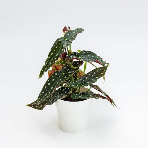 Vivai le Georgiche - Pianta vera di Begonia maculata Wightii - vaso Ø 12 cm