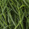 semillas de estragón perennes resistentes semillas de hierbas, jardín hierbas en el balcón estragón plantas vegetales, para camas elevadas, jardín para balcón jardín cocina jardín 130pcs