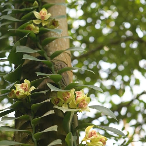 semillas de vainilla - perennes resistentes vainilla planifolia - jardín rocas trepadoras resistentes decoración verano para lugares soleados raras 80pcs