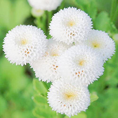 Welldales 100 Daisy Seeds Snowball Chrysanthemum Flowers UK Hardy Perennial Plants to Grow