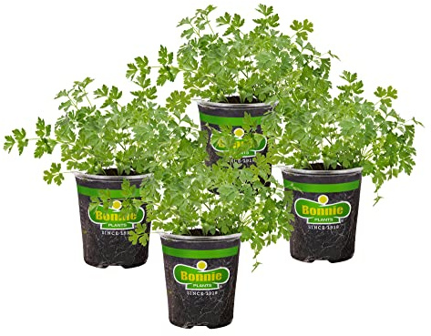 Bonnie Plants Flat Italian Parsley Live Herb Plants - 4 Pack, Biennial, Non-GMO, Garnish, Seasoning, Salads, Palate Cleanser