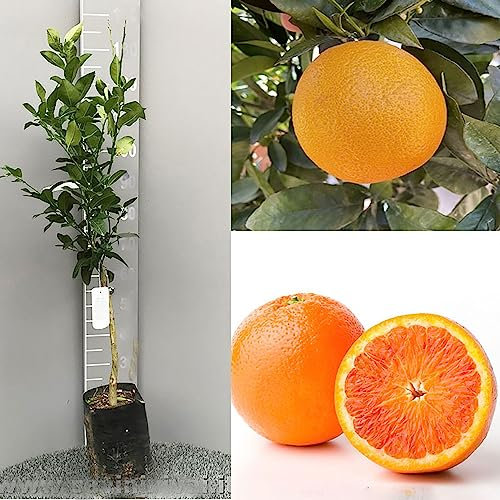 SAVINI VIVAI Oranger, Agrume, Tarocco Gallo Orange en Phytocell, Hauteur 100-120 cm 1 an de greffage,