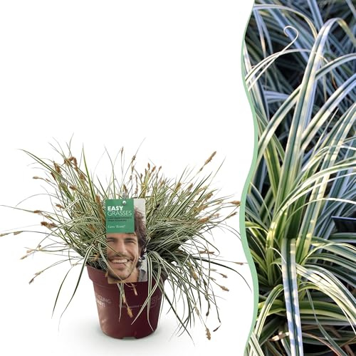 Prydnadsgräs - Carex oshimensis Everest - Vit och grön - vintergrön - tålig - 40-50cm - Ø17cm - Trädgårdsväxt
