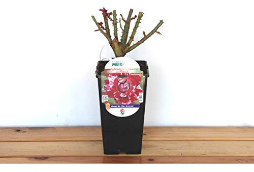 Rosal meilland Julio Iglesias 14 cm ø