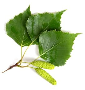 Weeping Birch Tree, Betula Pendula 'Youngii', 1 x Tall Plant in a 10 Litre Pot, 1.4m-1.6m Height, Garden Ready and Ready to Plant, Premium Quality Trees