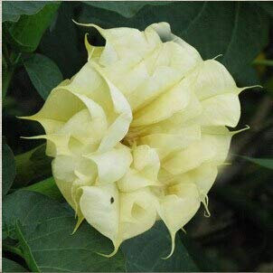 Schwarze Samen, Brugmansia-Engelstrompeten, Bonsai-Baum-Blumensamen 100 Partikel/Los