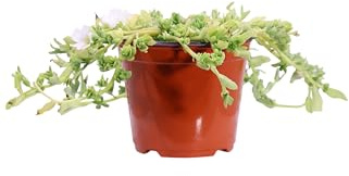 Pianta di Portulaca diverse varietà pianta succulenta ornamentale da esterno fiori vari colori pianta vera venduta da eGarden.store (Portulaca Umbraticola Bianca)