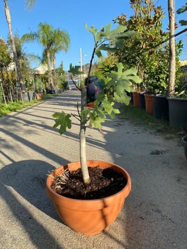 Piante di fico comune (Ficus carica), in ciotola - Albero da frutto