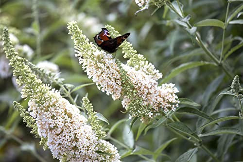 Buddleja davidii 'White Profusion' 15–20 cm – Winterhart, Mehrjährig, Pflegeleicht – Schmetterlingsflieder – Zierstrauch für Garten & Terrasse