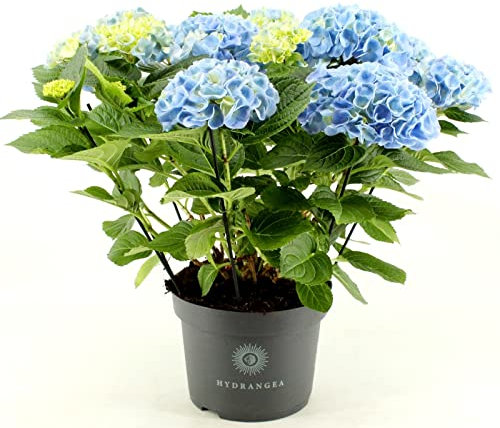 POWERS TO FLOWERS - ORTENSIA AZZURRA - BLU XXL, VASO 22CM DIAMETRO, pianta vera