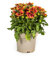 Gaillardia Aristata - fiori giallo rosso arancio - 40-50cm - Ø19cm - Pianta da giardino