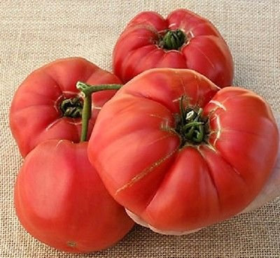 25 semillas de tomate gigante semi tedesco Semillas de jardín