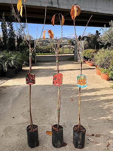 Piante di Ciliegio, piante da frutto (Giorgia)