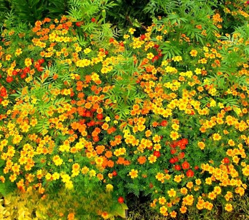 Signet Marigold 'Starfire' Mixed - 300 Seeds (Tagetes tenuifolia) + Plant tag + Freebie