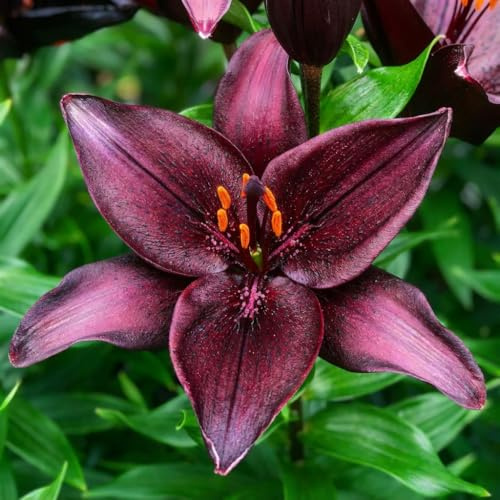 Bulbi Fiori Perenni da Esterno - 5 Bulbi di Giglio Asiatico Dark Secret - Piante e Fiori Esclusivi dall’Olanda - per giardino e vaso (grandi bulbi, non semi, non artificiali)