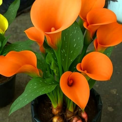 Mehrjährige Calla-Lilienzwiebeln - elegante Blütenform, geeignet für Innenhöfe und Balkone, geeignet für die Bepflanzung im Freien in Deutschland-4zwiebeln-C