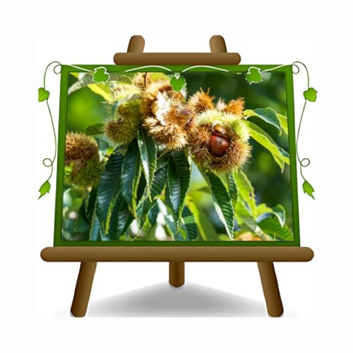 EURO PLANTS VIVAI Kastanj “Bouche de Bétizac” – Fruktträd i kruka 26 cm – Höjd 150-170 cm – Ålder 4 år