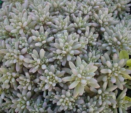 50 Semi di spagnolo Sedum SF249 (Sedum hispánico)