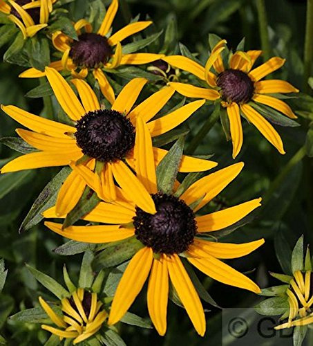 Rudbeckia fulgida 'Little Goldstar' Großer Topf – Winterhart, Mehrjährig, Pflegeleicht – Sonnenhut – Staude für Beet & Rabatte