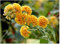 Huifang Fresh 50pcs Sommerflieder-Blumensamen zum Pflanzen von Gelb-Rot
