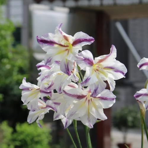 gladiolenzwiebeln winterhart mehrjährig - gartenblumen exotische kübelpflanzen outdoor 15pcs
