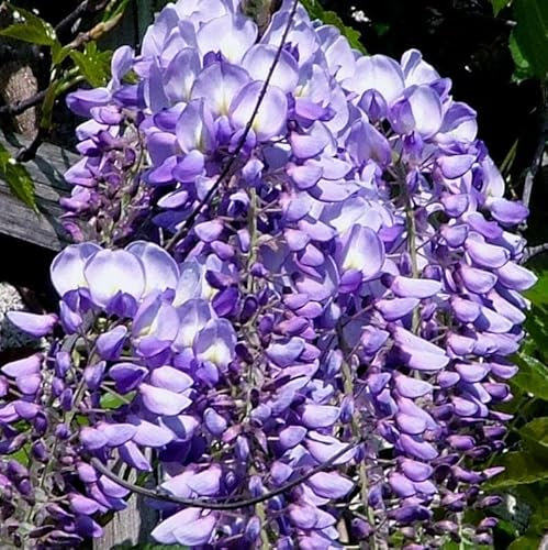 Wisteria (Glycine) de Chine violette 1L - Phénoménal et en forte croissance