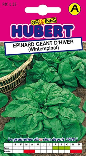 Graines d'Epinard géant d'hiver - 10 grammes