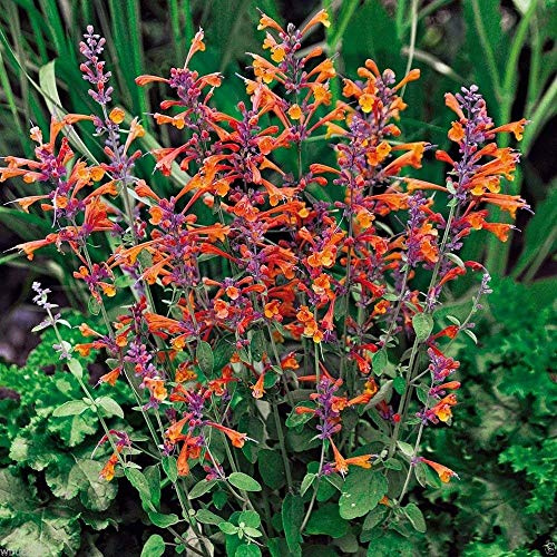 25 Semillas semi Agastache aurantiaca, Tango Colibrí Menta