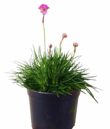 Planta Armería Marítima, 15-20 cm. Hierba de los vientos, clavel de mar. Planta perenne de flores rosadas o blancas, ideal para jardines costeros. Segura Garden.