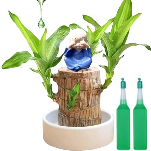 Brazil Lucky Wood,Brazilian Wood Plant,Mini Brazil Lucky Wood,Purifying Indoor Air Brazilian Hydroponic Wood,Lucky Brazil Wood Potted Plant,Sprouting Lucky Bam-boos Wood,Lucky Bam/Boo Plant Indoor
