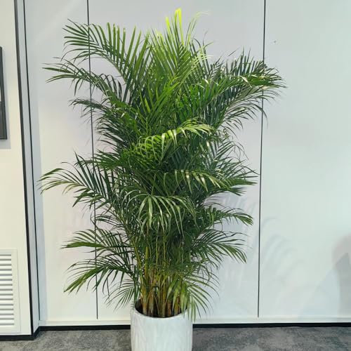 100 pcs goldfruchtpalme samen zimmerpflanzen bodendecker winterhart mehrjährig (Dypsis lutescens) exotische pflanzen samen pflanzen samen indoor zimmerpflanze geschenk garten grünpflanzen