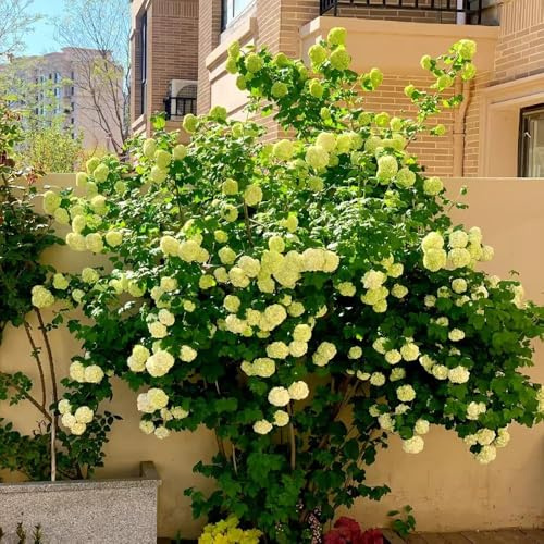 schneeballhortensie winterhart - büropflanzen wiesenblumen stauden immergrüne sträucher winterhart hochbeet blumensamen balkon winterharte für kübel 400samen