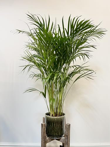 Areca Palm, Dypsis Lutescens, 110cm Tall House Plant, 17cm Pot, Stunning Foliage, Easy Care