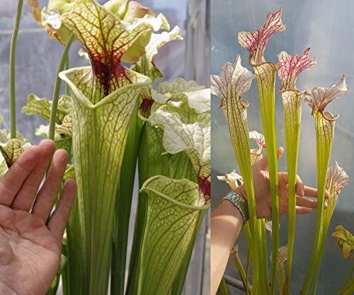 40) Pacchetto di Sarracenia semi 2018, piante carnivore rare