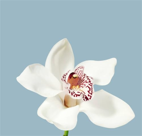 VNGMXF vinterhårda tidiga blomster, enkel skötsel, fräscha snittblommor, bivänlig, unikt färgspel, lätt att odla, Cymbidium-lökar, krukor och balkong, 10lökar – j